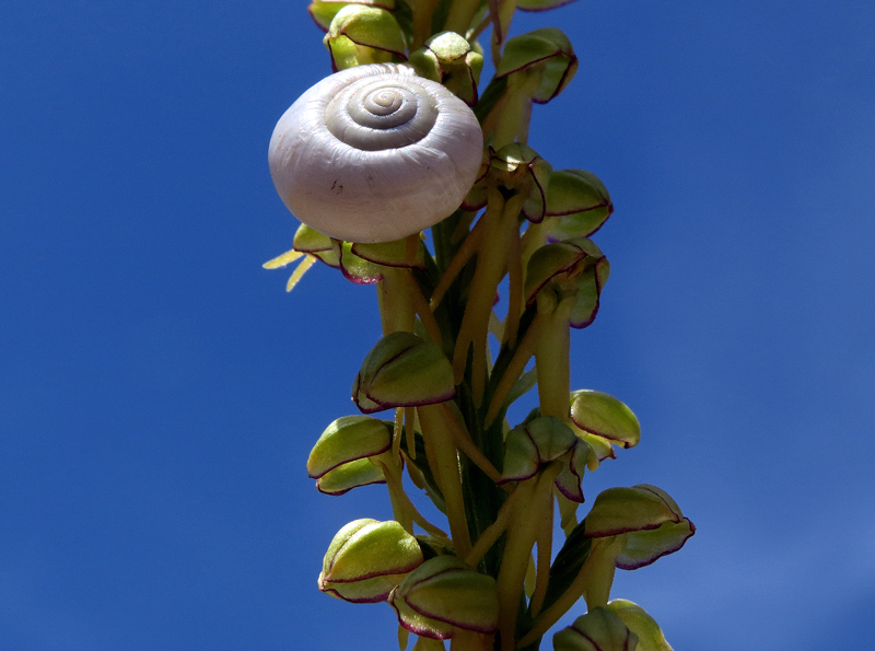 macroIMG_5885.jpg