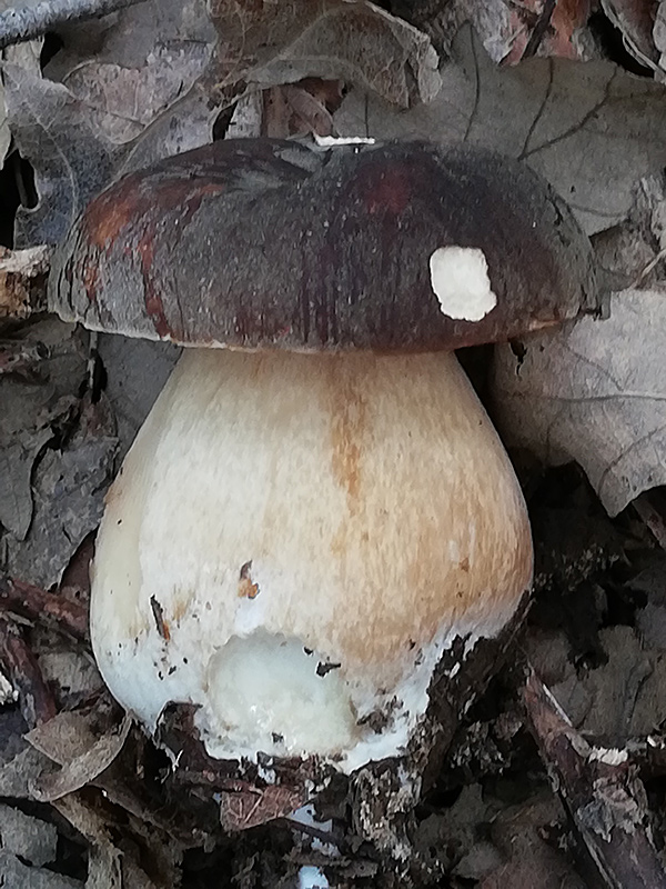 Boletus-arereus.jpg