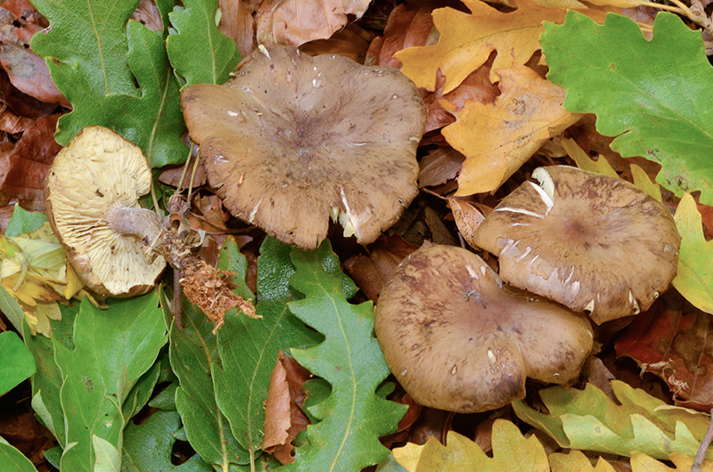 Calocybe-obscurissima-03.jpg