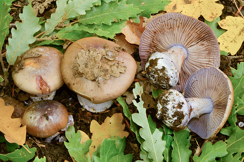 Cortinarius-lepistoides-02.jpg