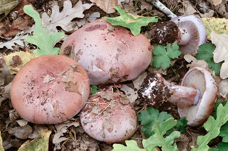 Cortinarius-rufo-olivaceus-04.jpg