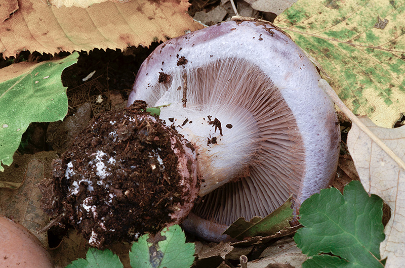 Cortinarius-rufo-olivaceus-07.jpg