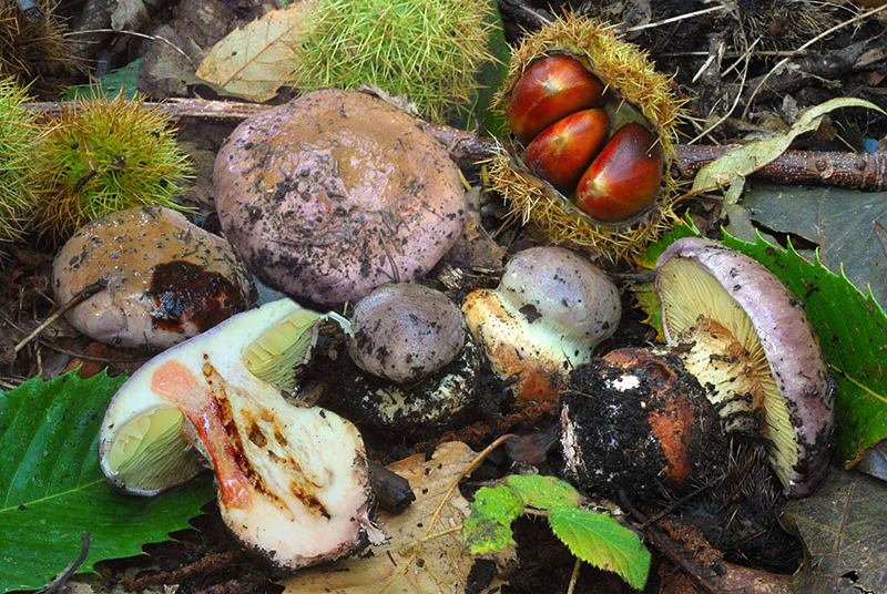 Cortinarius-xanthophillus-01-6-9.jpg