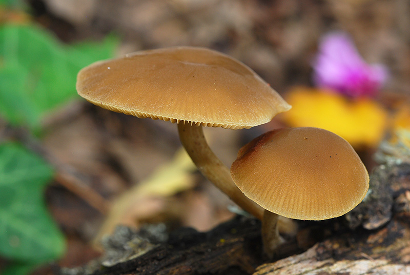 Simocybe-centunculus-05.jpg