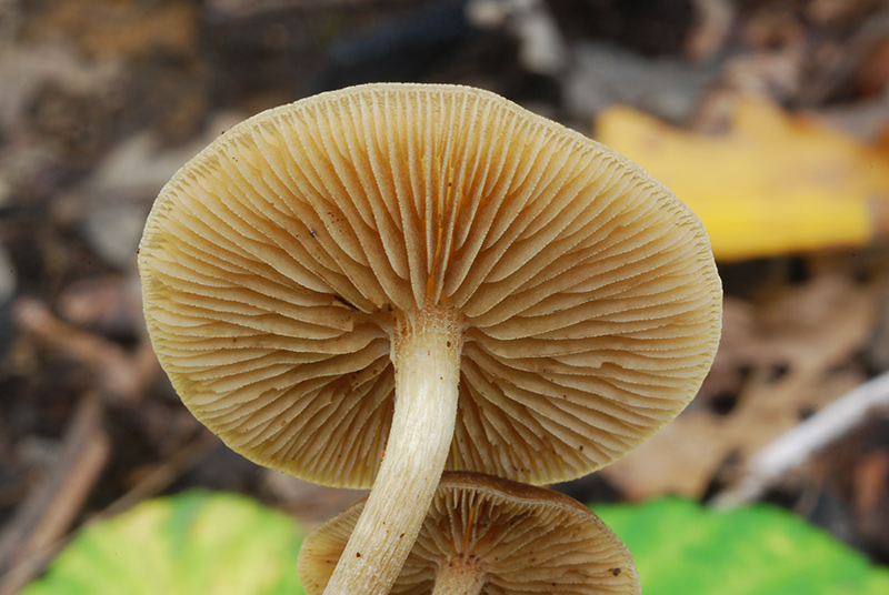 Simocybe-centunculus-08.jpg