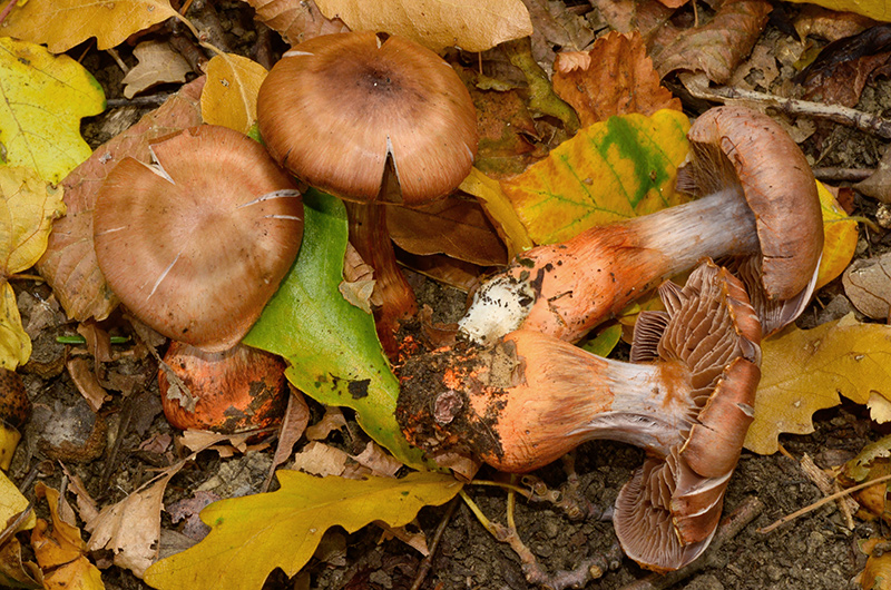 Cortinarius-bulliaradii-06.jpg