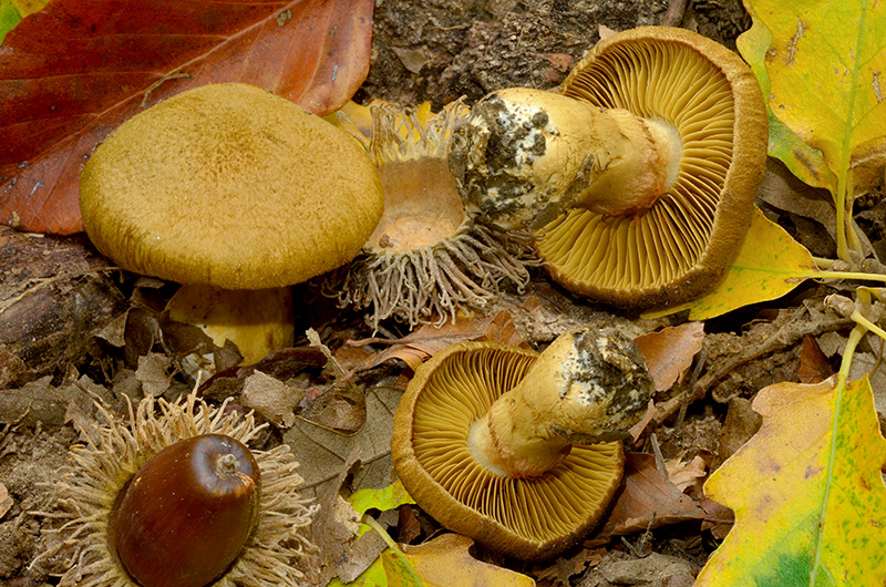 Cortinarius-cotoneus-01-2-3.jpg