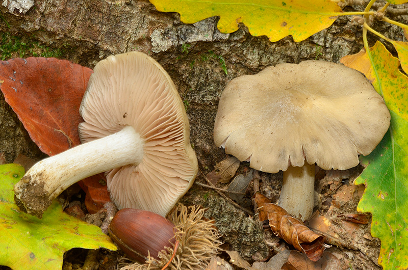 Entoloma-rhodopoolium-06-7.jpg