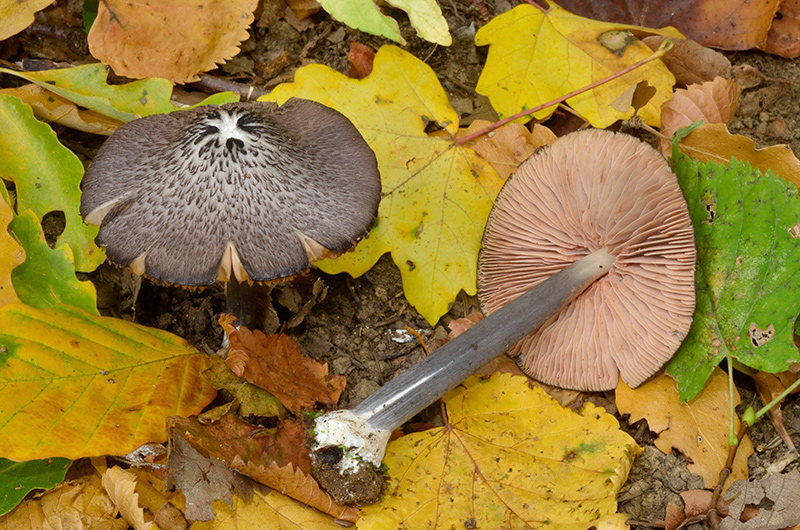 Entoloma-viiduense-03.jpg