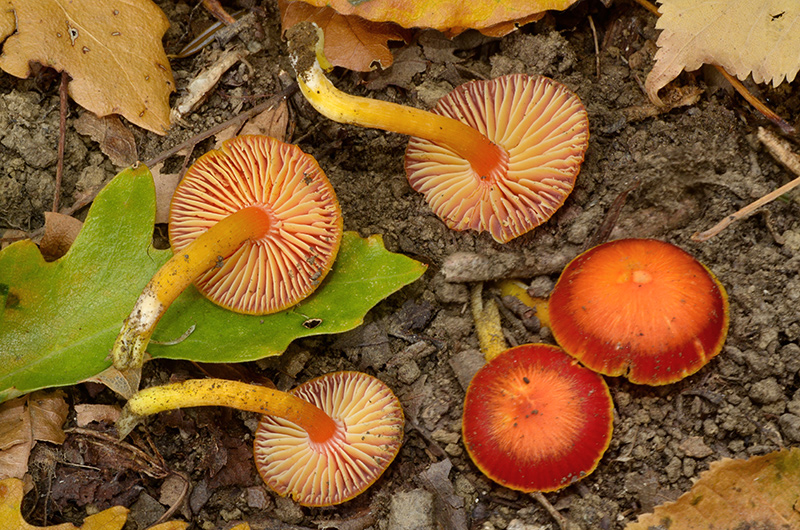 Hygrocybe-insipida-01-5.jpg