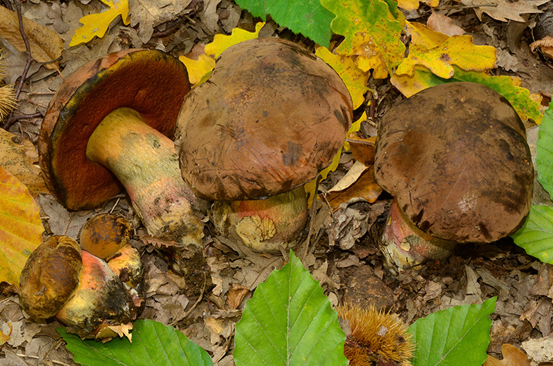 Neoboletus-xanthopus-02-4.jpg