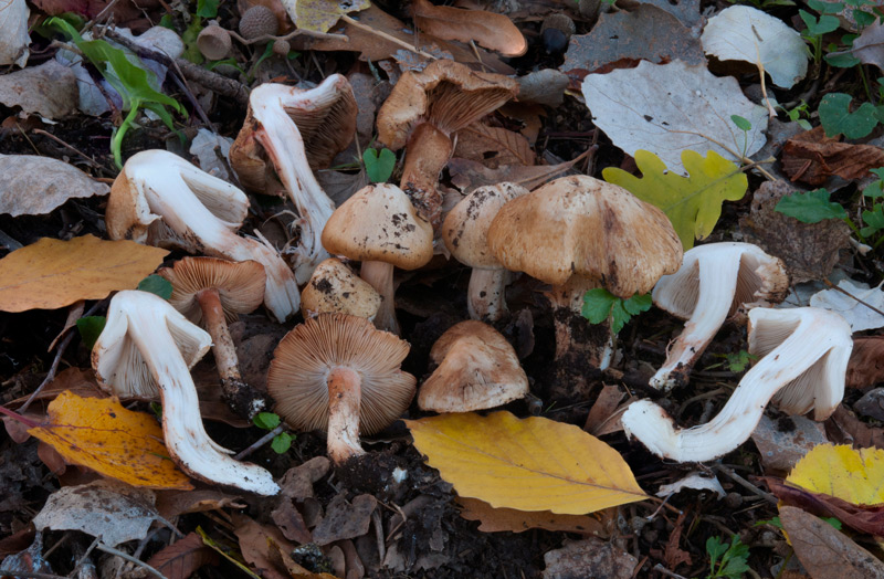 Inocybe pyriodora 6301_06_2022.jpg