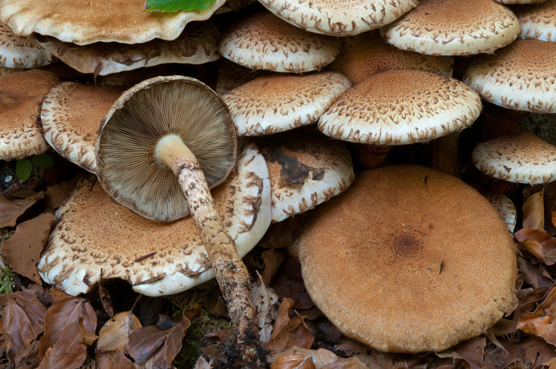 Pholiota-squarrosa -5288_91_2022.jpg