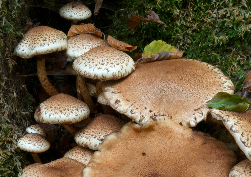 Pholiota-squarrosa -5284_87c_2022.jpg