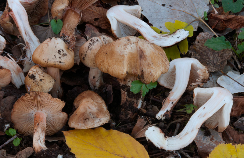 Inocybe pyriodora 6307_12_2022.jpg