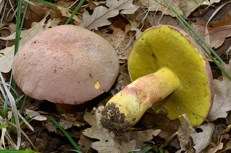 Butyriboletus-fuscoroseus-04-6.jpg