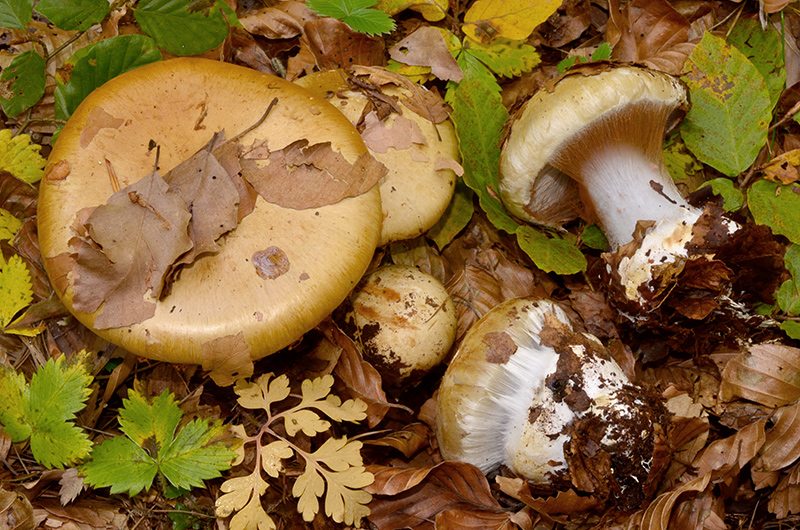 Cortinarius-anserinum-07.jpg