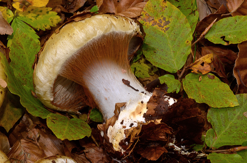 Cortinarius-anserinum-10.jpg