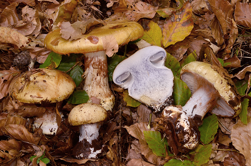 Cortinarius-anserinum-12.jpg