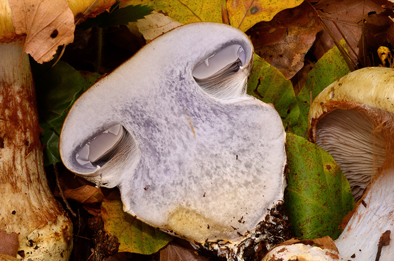 Cortinarius-anserinum-15.jpg