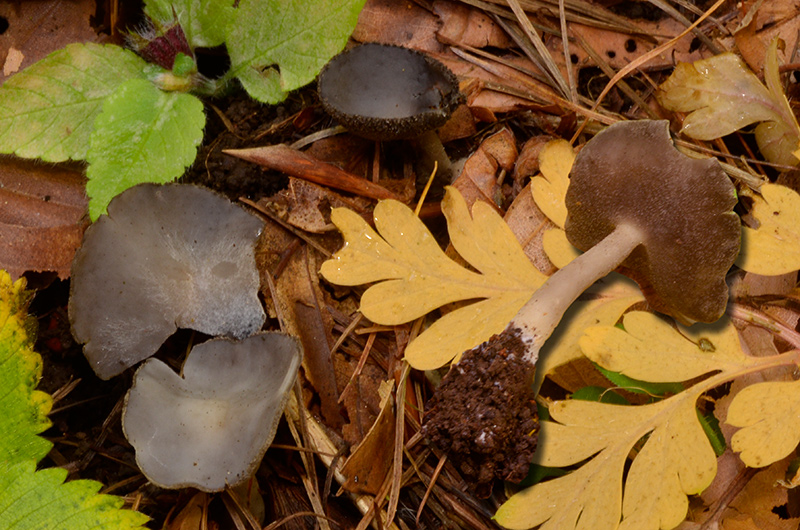 Helvella-ephippium-01-5.jpg