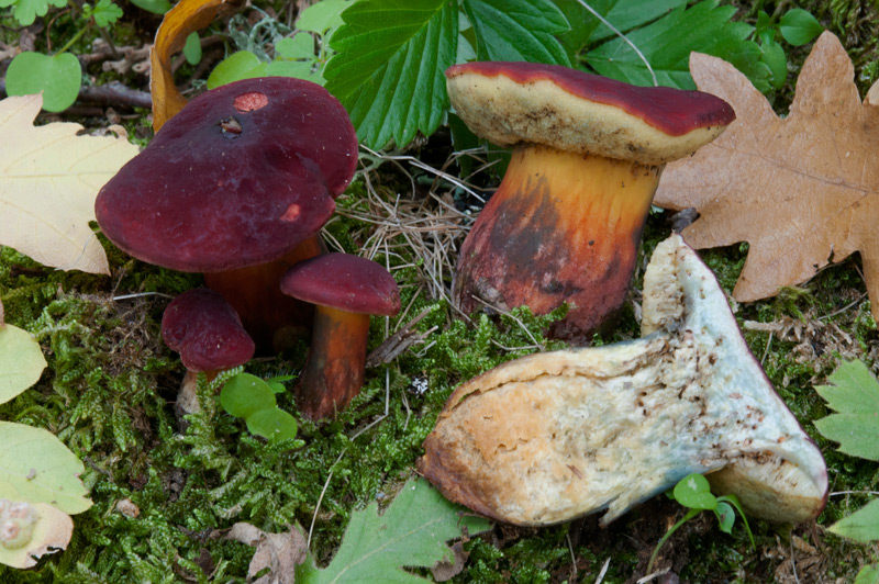 Hortiboletus-rubellus-6029_34_2022.jpg