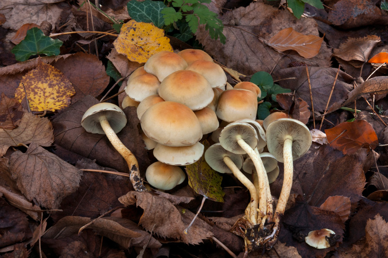 Hypholoma-fasciculare-6300_2022.jpg