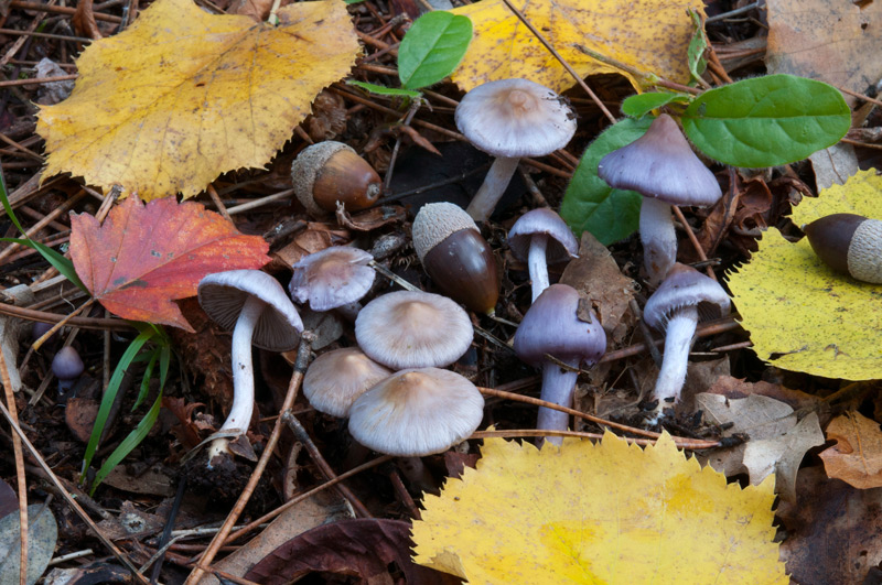 Inocybe-geophylla-var-lilacina-6339_40_2022.jpg