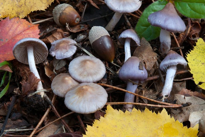 Inocybe-geophylla-var-lilacina-6351_55_2022.jpg