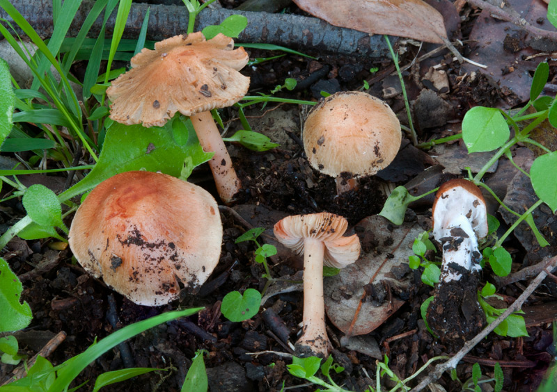 Inocybe-godeyi-6174_79_2022.jpg