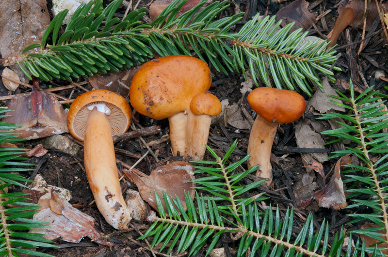 Lactarius-aurantiacus-6125_30_2022.jpg