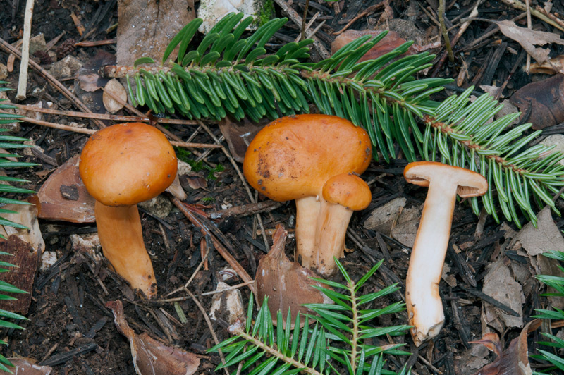 Lactarius-aurantiacus-6142_46_2022.jpg