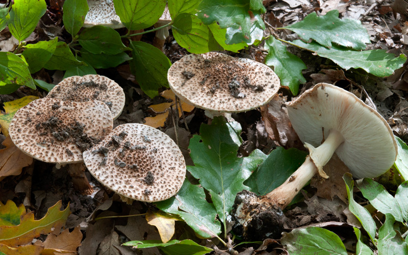 Lepiota-aspera-5694_97_2022.jpg