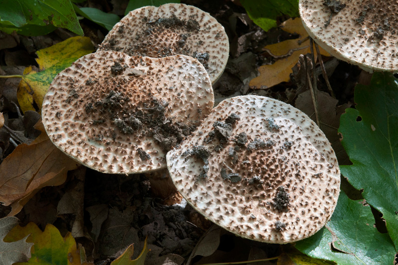 Lepiota-aspera-5703_07_2022.jpg