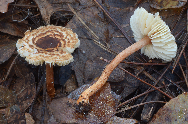 Lepiota-subincarnata-02-3.jpg