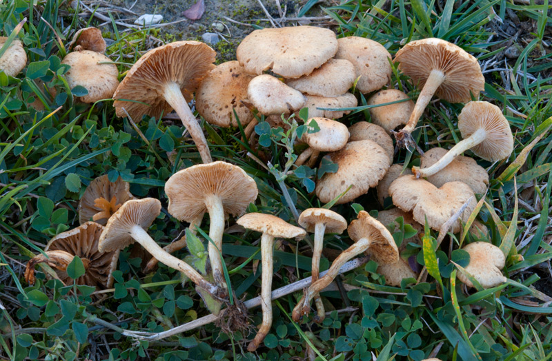 Pholiota-conissans-6556_60_2022.jpg