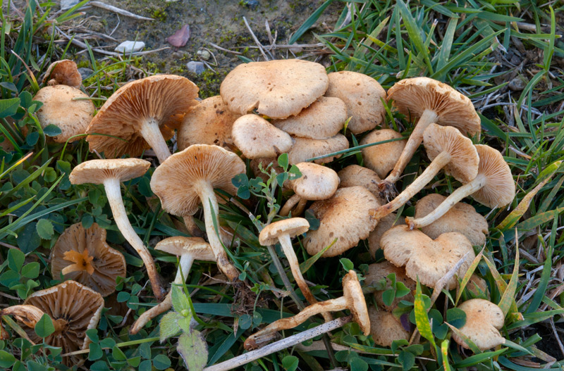 Pholiota-conissans-6561_65_2022.jpg