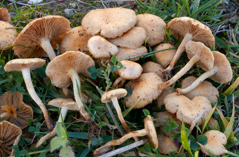 Pholiota-conissans-6561_65_c2022.jpg