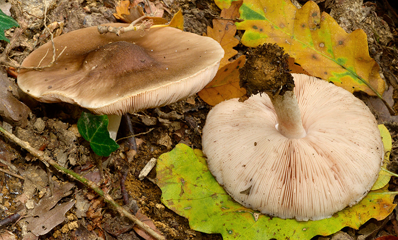 Pluteus-cfr-cervinus-01-4.jpg