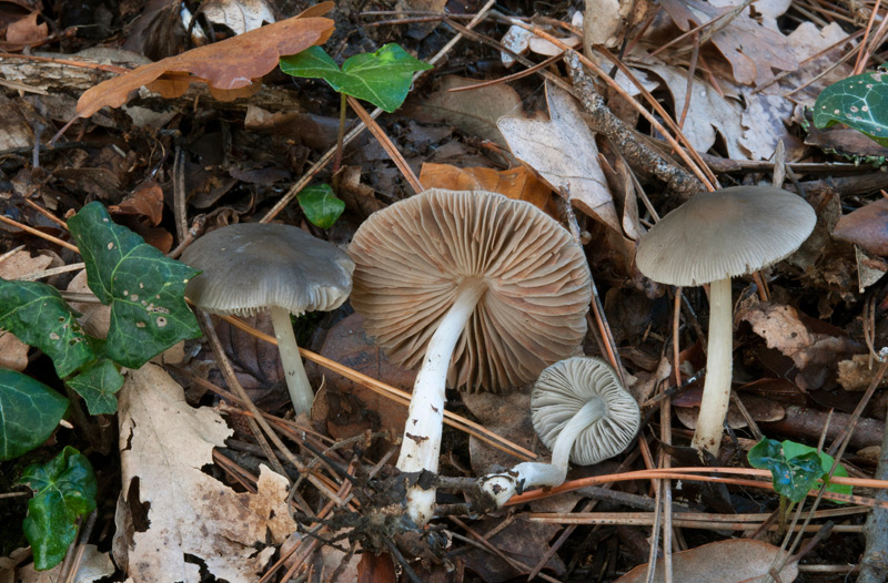 Pluteus-salicinus-6228_32_2022.jpg