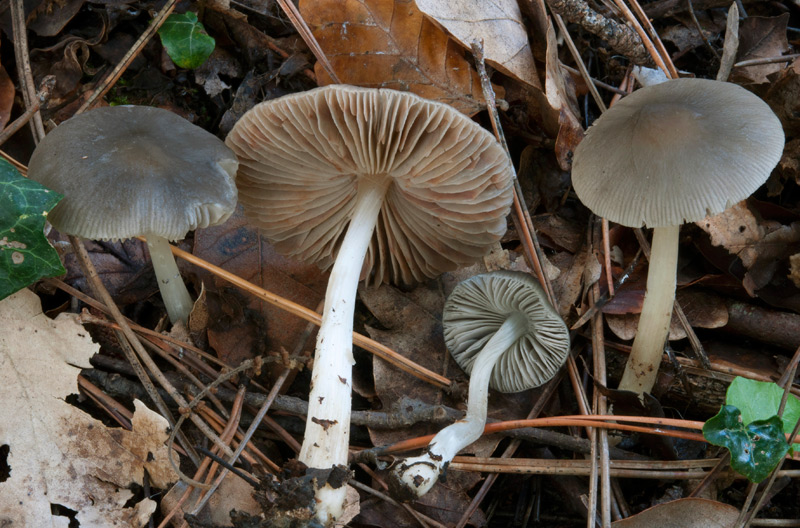 Pluteus-salicinus-6233_37_2022.jpg