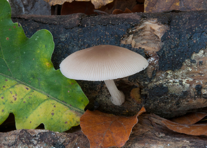 Pluteus-semibulbosus-6207_08_2022.jpg