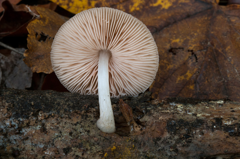 Pluteus-semibulbosus-6217_2022.jpg