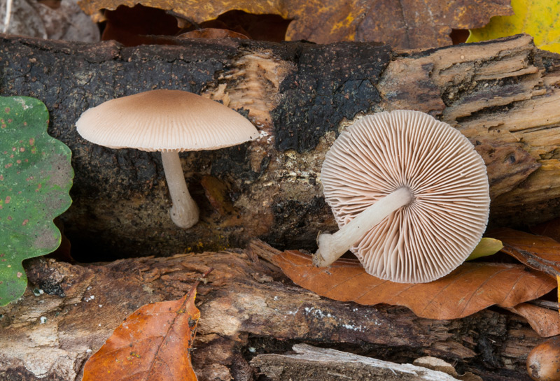 Pluteus-semibulbosus-6218_19_2022.jpg