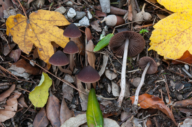 Psathyrella-bipellis-6187_2022.jpg