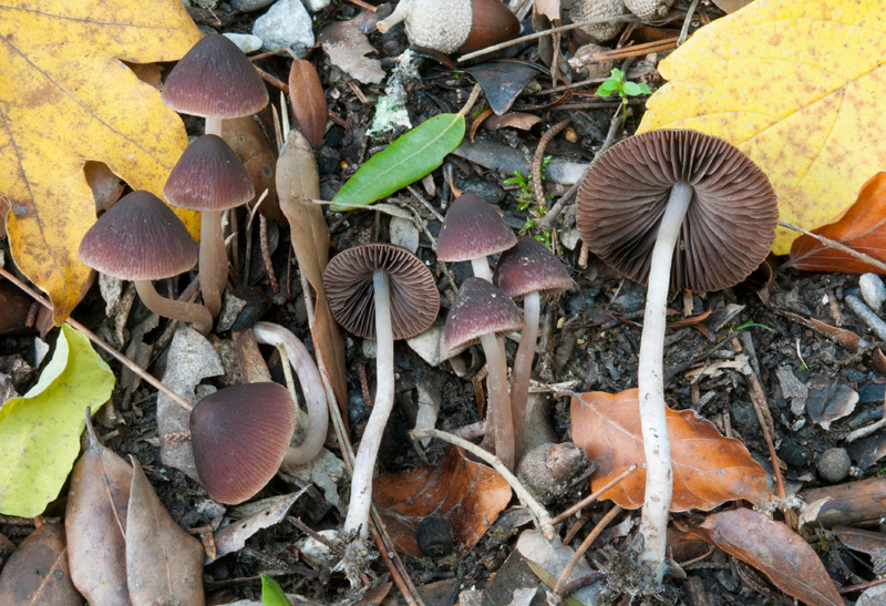 Psathyrella-bipellis-6188_91_2022.jpg