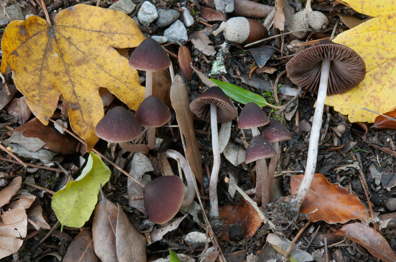 Psathyrella-bipellis-6192_96_2022.jpg