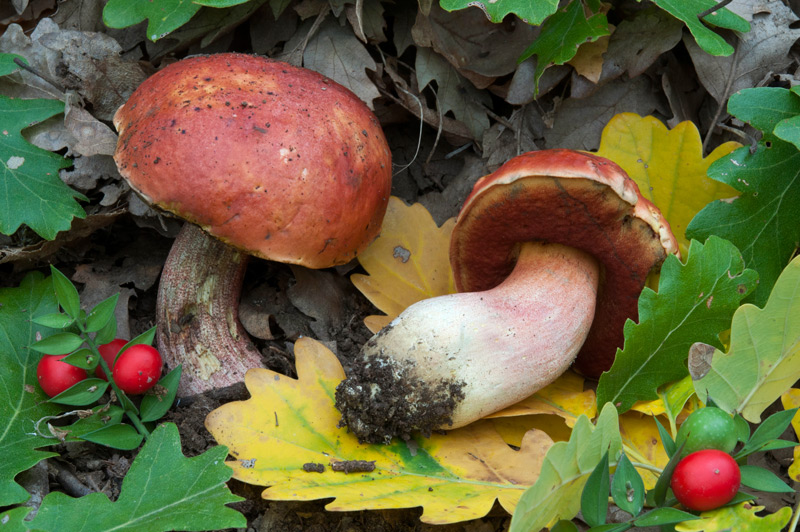 Rubroboletus-dupainii-5762_65_2022.jpg