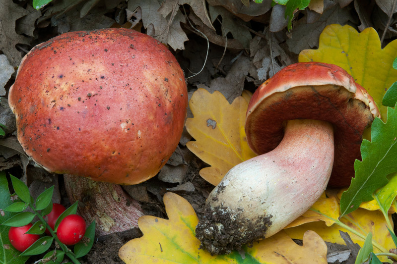 Rubroboletus-dupainii-5776_81_2022.jpg