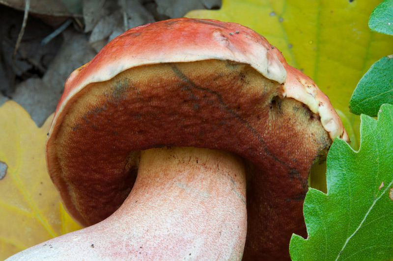 Rubroboletus-dupainii-5782_86_2022.jpg